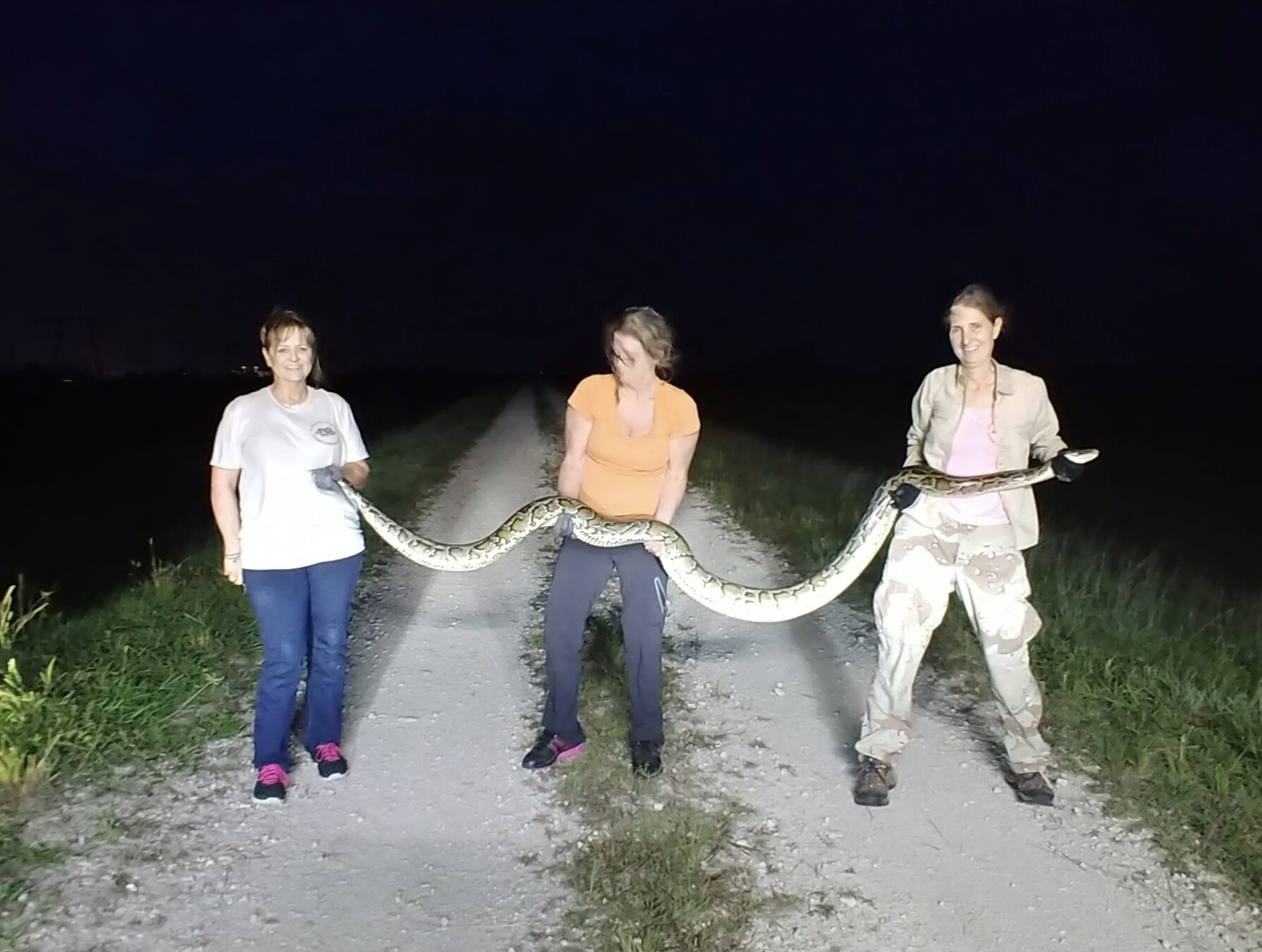 Fighting against Florida’s most invasive reptile: the Burmese python